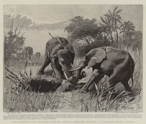 Circumventing, the Elephant-Capturer, Female Elephants Rescuing a Youngster from a Pitfall
